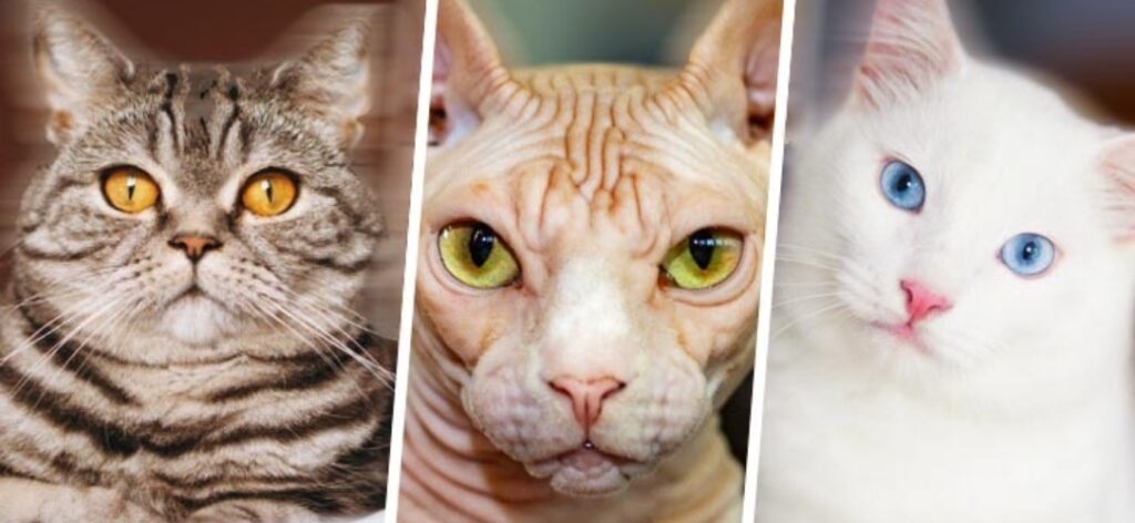 Animais de estimação de luxo! Estas são as 10 raças de gatos mais caras do mundo