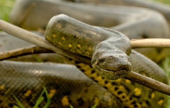 As 10 maiores cobras do mundo